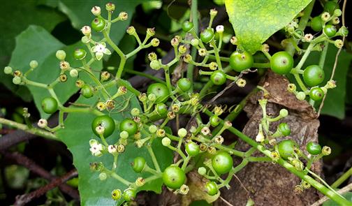  Inflorescence (Mature)